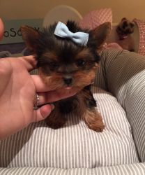T-cup Yorkie puppies available.