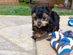 Astonished teacup Yorkie puppies ready