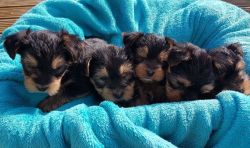 Yorkie Puppies for Adoption