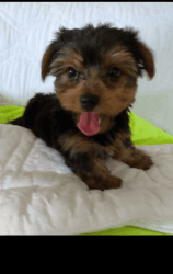 Yorkie terrier xxx-xxx-xxxx puppies for adoption sale puppies