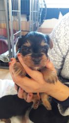 Gorgeous yorkie puppies for sale