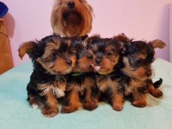 Socialized male and female Yorkie