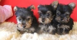 Super Tiny but Mighty! ADORABLE Yorkshire Terrier puppies