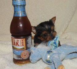 Male and female Teacup Yorkshire Terrier puppies