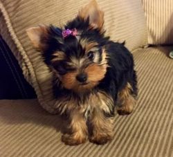 Lovely AKC Yorkshire Terrier puppies!!!