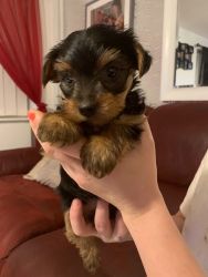 Female Yorkie Puppy Needs New Home Asap