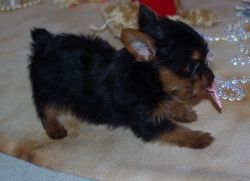 Well Socialized Yorkshire Terrier For Sale.