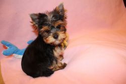 Adorable teacup yorkie puppies for sale