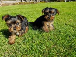 Quality Akc Registered Male And Female Tea Cup Yorkshire Terrier Puppi