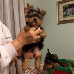 Male and female Yorkie puppies ready now