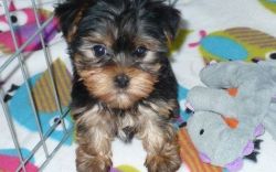 Beautiful little female Yorkshire terrier puppies