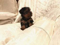 Adorable Yorkie puppies for sale 415xx758xx0471