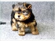 !!!WoW TALENTED MALES AND FEMALES YORKIE PUPPIES FOR ADOPTION TO A LOV