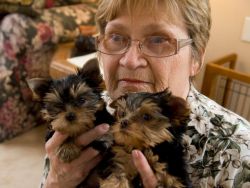 Male And female Teacup Yorkshire terrier Puppies 13 weeks old,