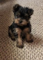 We have two Yorkie Puppies