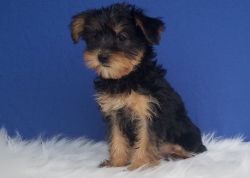 purebred Yorkshire Terrier puppies