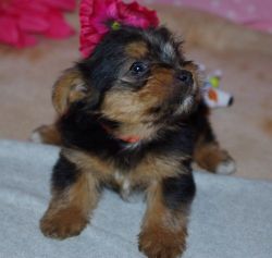 Beautiful Teacup Yorkie Puppies For Sale.