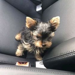 Charming Female Yorkie puppy for Good Home