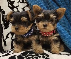 FREE CUTE YORKSHIRE PUPS READY (NOT FOR SALE) FREE