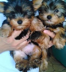 Male And female Teacup Yorkshire terrier Puppies 13 weeks old