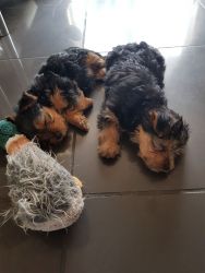 Yorkie Pups Available For Sale