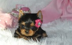 yorkie puppies! Male/Female,