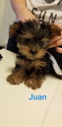 Regestered pure bred yorkie
