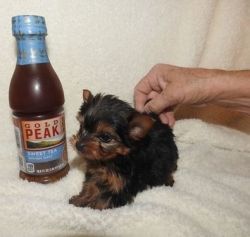Full AKC Teacup Yorkshire Terrier puppies For Sale