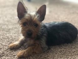 4 month, Male Yorkie