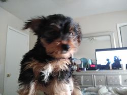 Adorable Yorkie male puppies