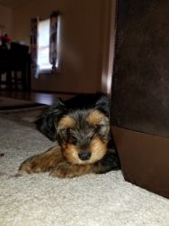 Male Yorkie puppy for sale