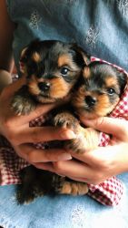 Pure Breed Yorkie Puppies for Sale!