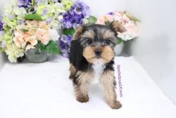 Yorkshire Terrier - Cayman - Male