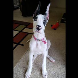 Great dane puppy for a new family