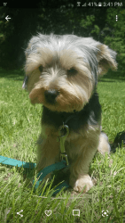 1 Year Old Male Yorkshire Terrier For Sale