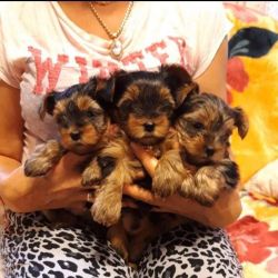 Yorkie puppy for sale