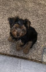 Male Yorkie For Sale
