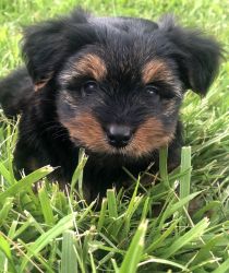 Small Male Yorkie