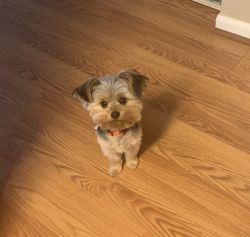Yorkie for Sale