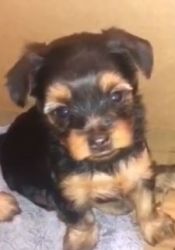 Yorkshire Terrier Teacup Pure Bred Male