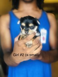 PUREBRED YORKIE PUPPIES FOR SALE