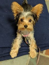 Yorkie puppy looking for new home
