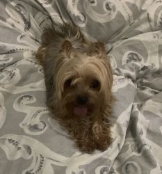 11month old tea cup silky yorki