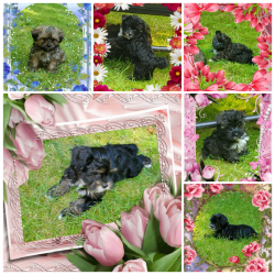 Yorkie Mixed Puppies