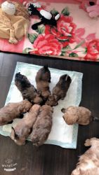 4 Yorkshire Terrier/Maltese Puppies for sell! Ready to take home.