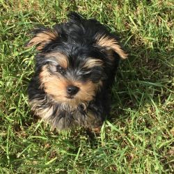 Cute Yorkie puppy for sale