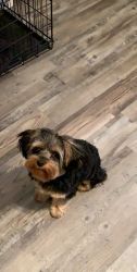 Yorkie for Sell