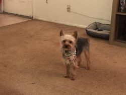 Yorkie needs a new home
