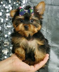 beautiful Tiny little Yorkshire Terrier Puppies
