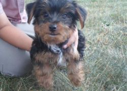 black and tan Yorkshire Terrier Puppies